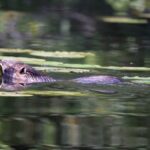 Nutria