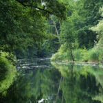 Wakenitz Schifffahrt Luebeck Naturlandschaft
