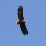 Seeadler