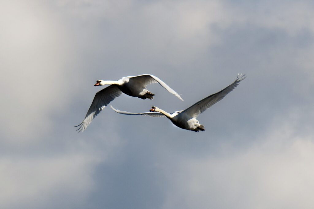 Schwäne fliegen