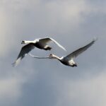 Schwäne fliegen