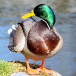 Stockente