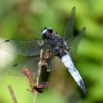 Libelle