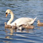 Schwan mit Küken