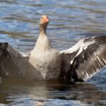Graugans im Wasser
