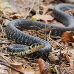 Ringelnatter