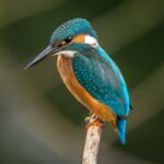 Eisvogel